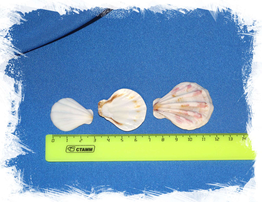 Ракушки Гребешки Пектен субпликатус, Pecten subplicatus. Купить