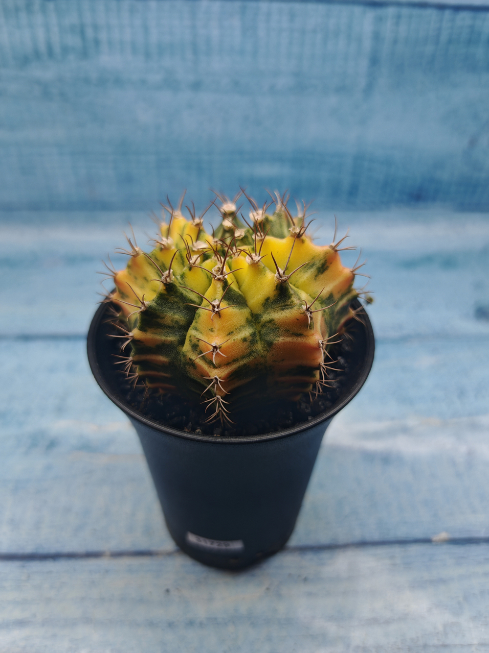 Gymnocalycium Variegata (Гимнокалициум Вариегатный)