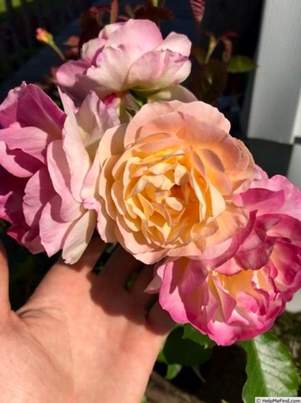 Лайф Оф Зе Пати (Life of the Party)