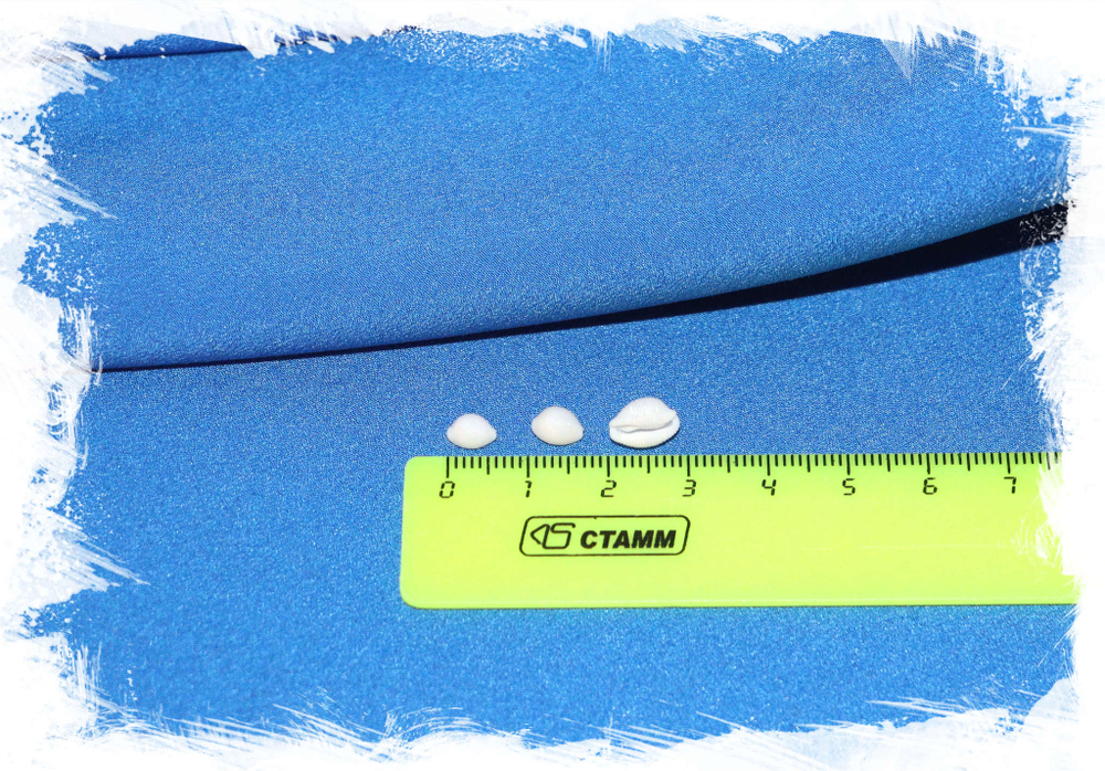 Белая тривия (Trivia candidula) размер