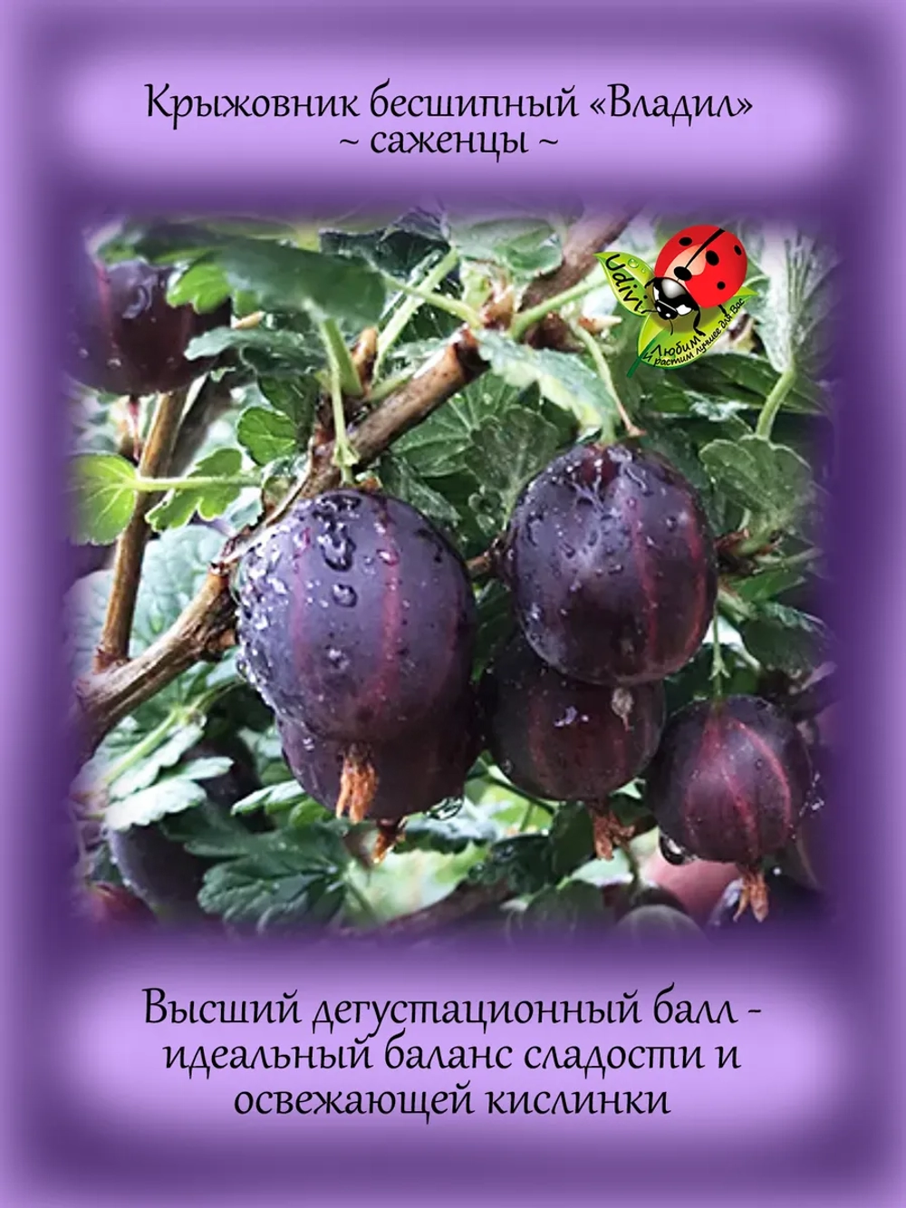 Крыжовник Владил бесшипный сладкий