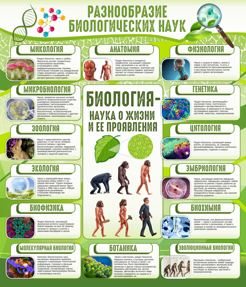 Стенд &quot;Разнообразие биологических наук&quot;