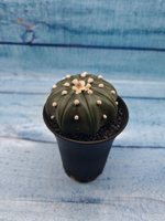 Astrophytum Asterias (Астрофитум)