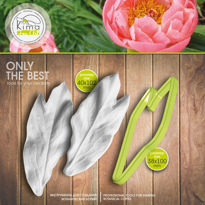 Пион Coral лист большой