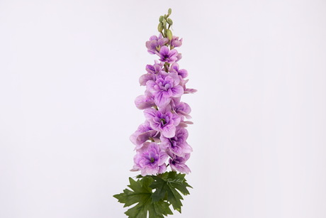 Дельфиниум малый - Фиолетовый