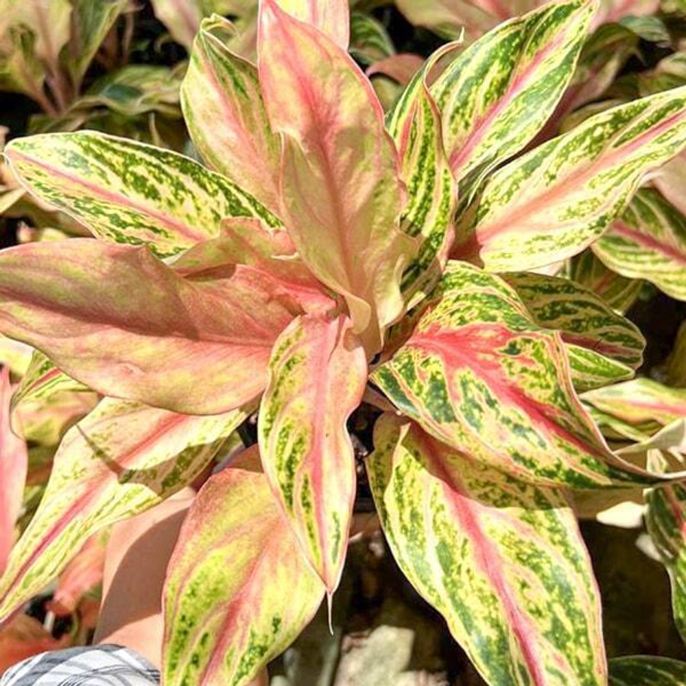 Аглаонема PHET CHIANG RUNG