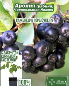 Арония