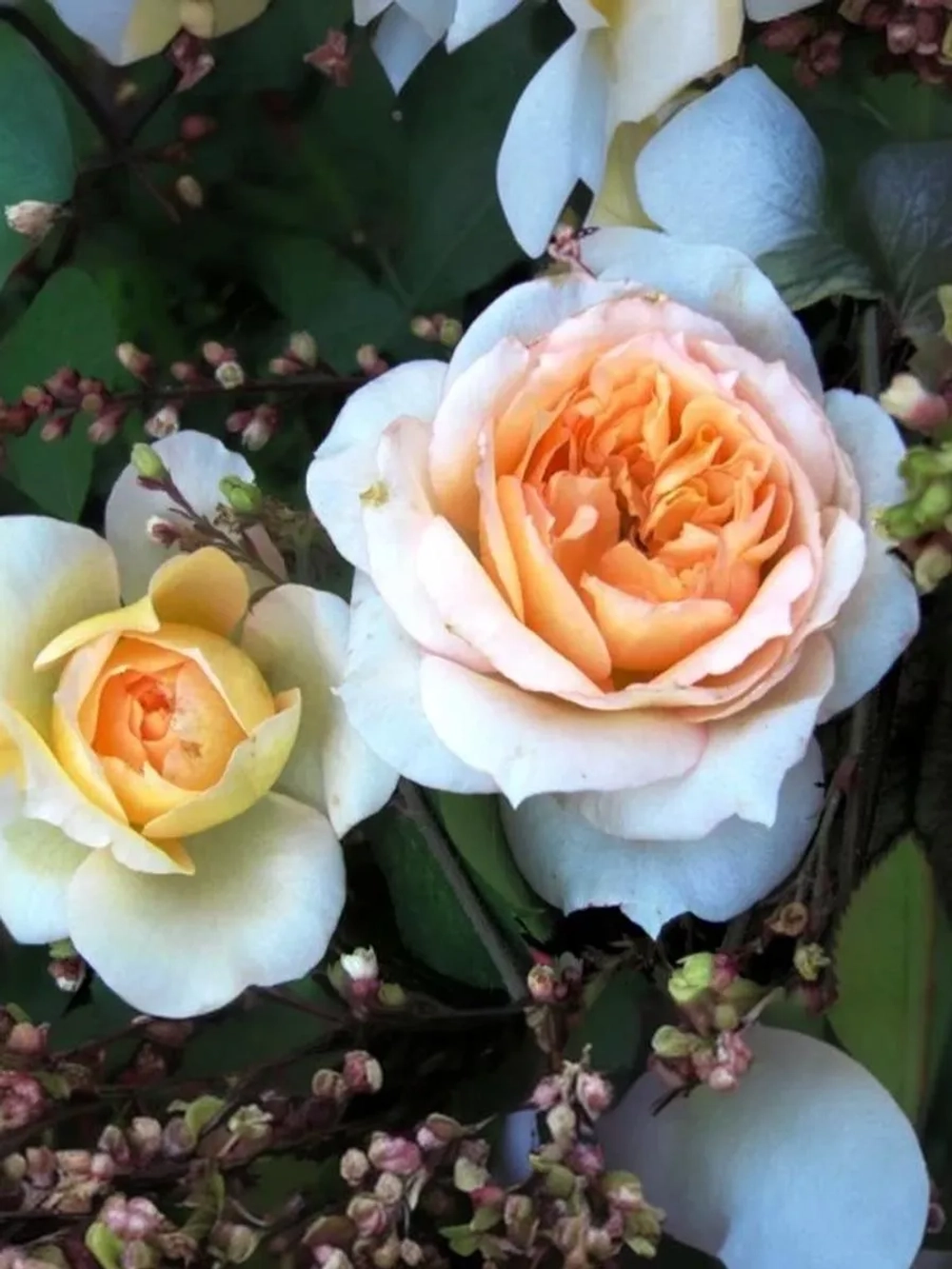 Роза шраб Марк-Антуан Шарпантье