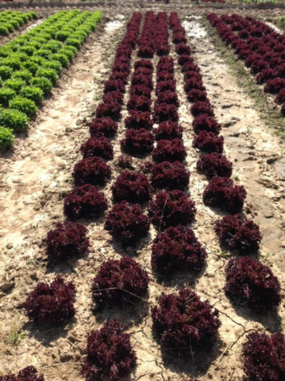 Кармези семена салата лолло росса (Rijk Zwaan / Райк Цваан)