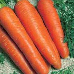Нантес 2 Тито семена моркови нантской (Hazera / Хазера)