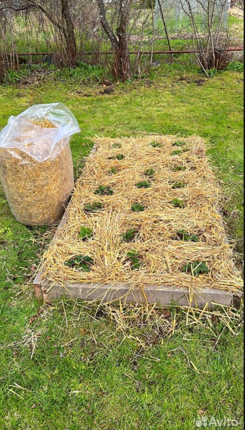 Солома пшеничная в Пакетах 10-12 кг самовывоз Волхонское шоссе, 4, корп. 8