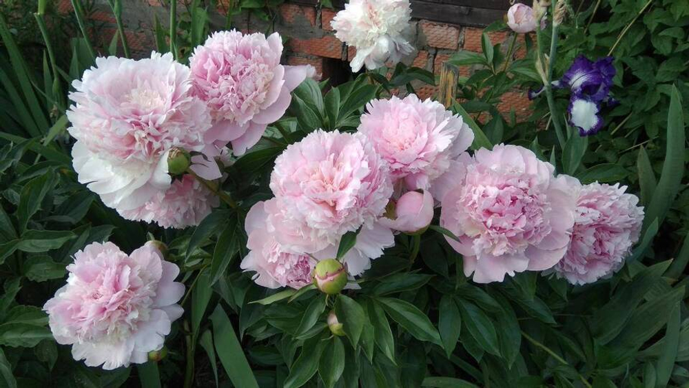 Пион Энджел Чик 3-5 почек Закупка М81 октябрь 2026