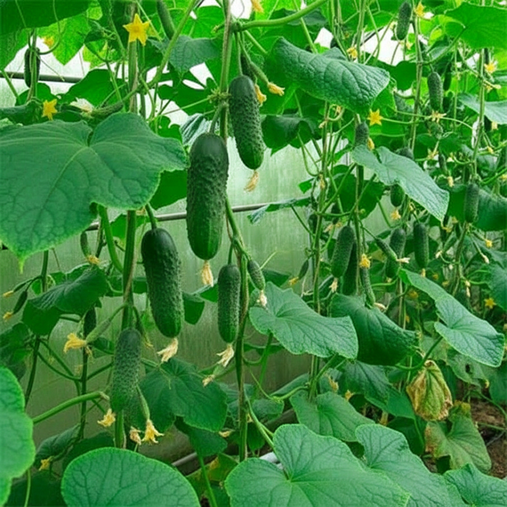 МЕРЕНГА F1 семена огурца (Seminis | Alexagro) – фото 13