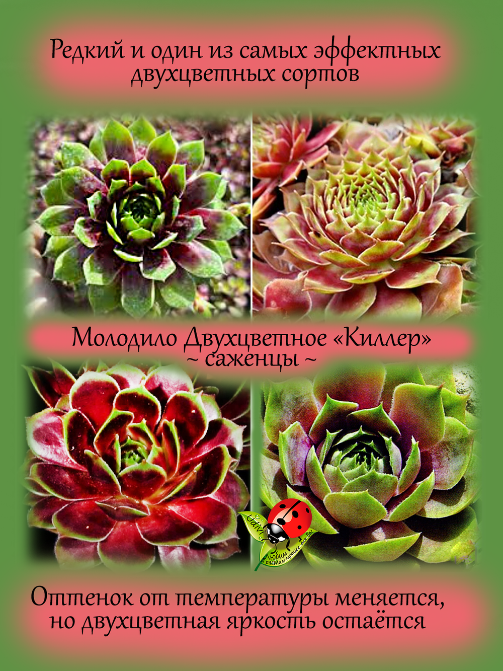 Молодило Киллер двухцветное