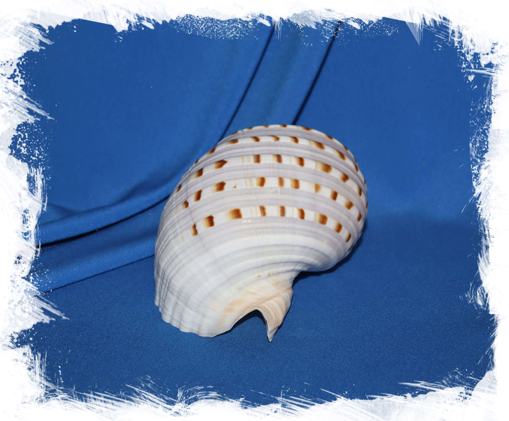 Тонна Долиум, 11-15см, 1шт