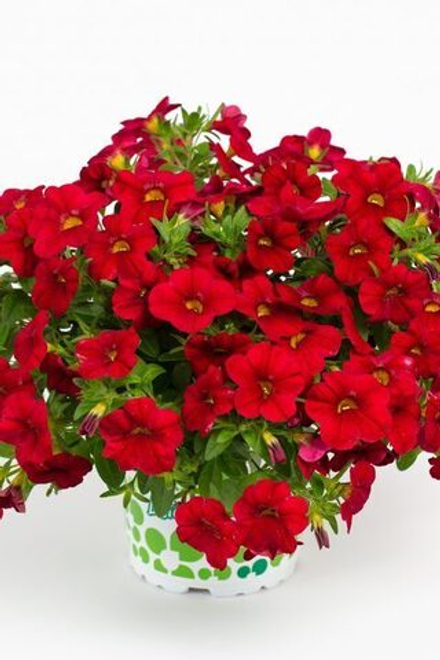 ЕВРО Калибрахоа Calipetite Bright Red укореннный черенок ОКС февраль 26 Kohen