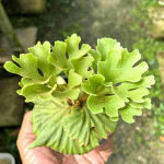 Платицериум P.RIDLEYI DWARF SILVER