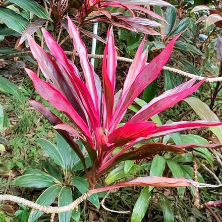 Кордилина PHET KEOFA