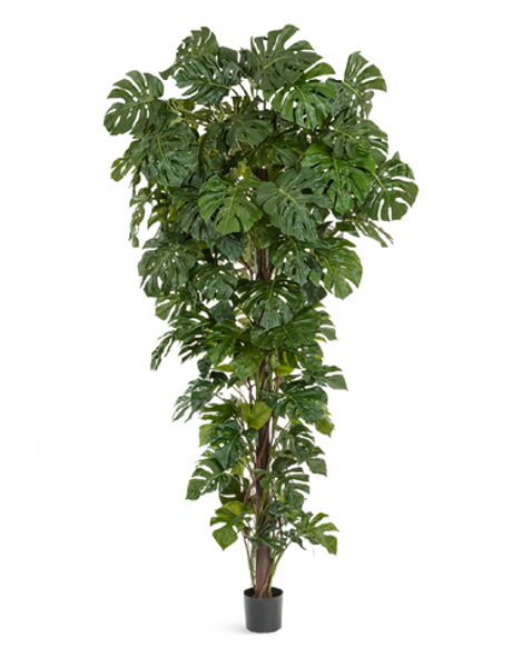 Монстера на стволе Гигантская 290 см