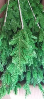 Ель искусственная «Вега» (Литая хвоя) 270 см / 2,7 м