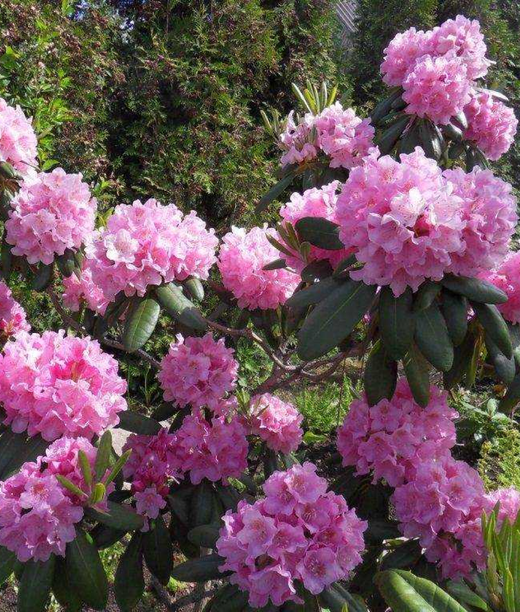 Рододендрон гибридный Хельсинки Юниверсити 25-30 см Закупка М63 апрель 2026