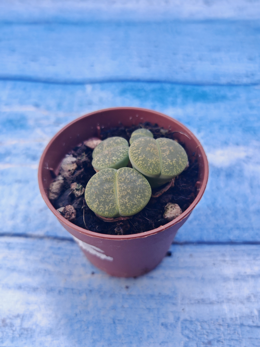 Lithops sp. (Литопсы)