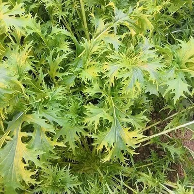 Фотография Мизуна зелёная БИО / 250 гр купить в магазине Афлора