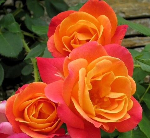 Роза плетистая Джозеф Коат