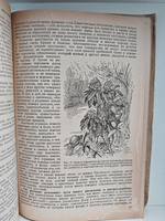 История растительного мира СССР