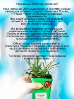 Гвоздика Неон ампельная