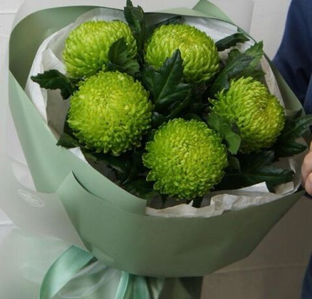 Новинка! Хризантема одноголовая "Алемани"