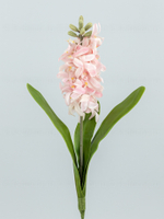 Гиацинт премиум