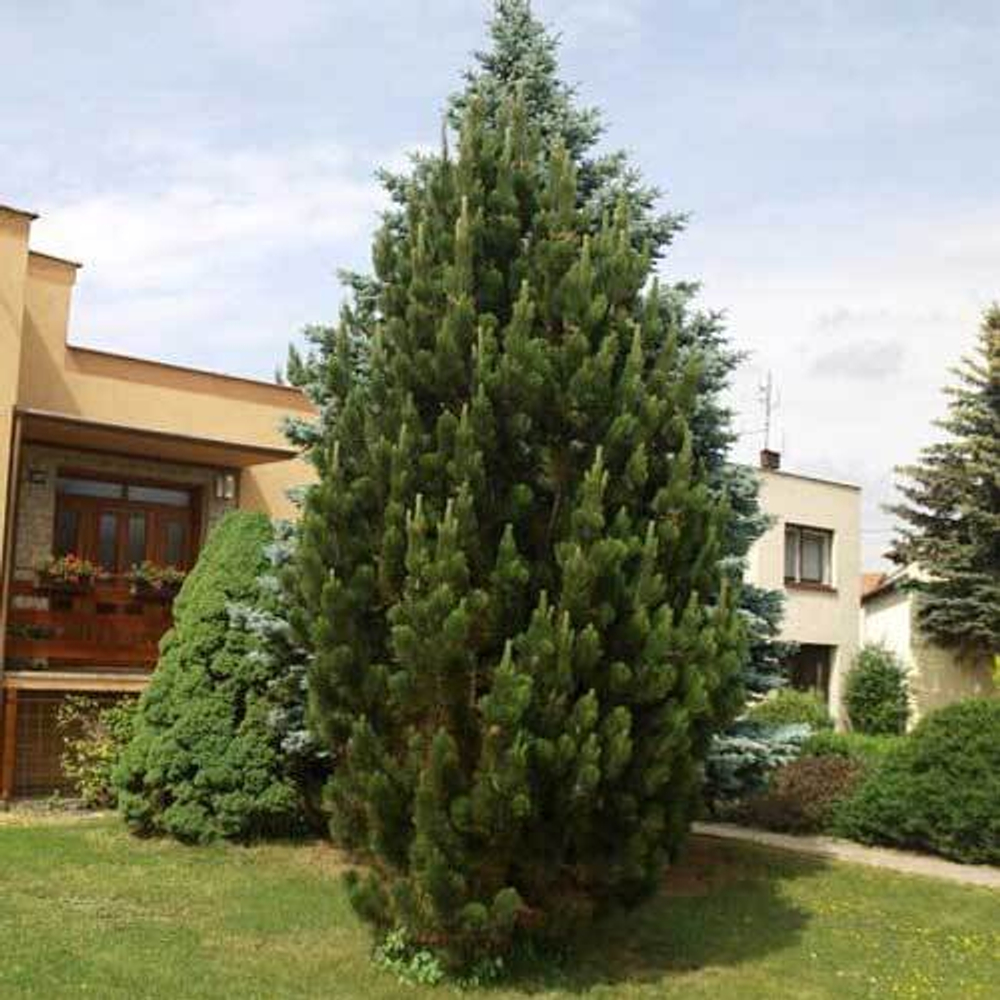 Сосна "Nigra Pyramidalis"