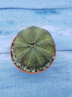 Euphorbia Obesa (Эуфорбия)