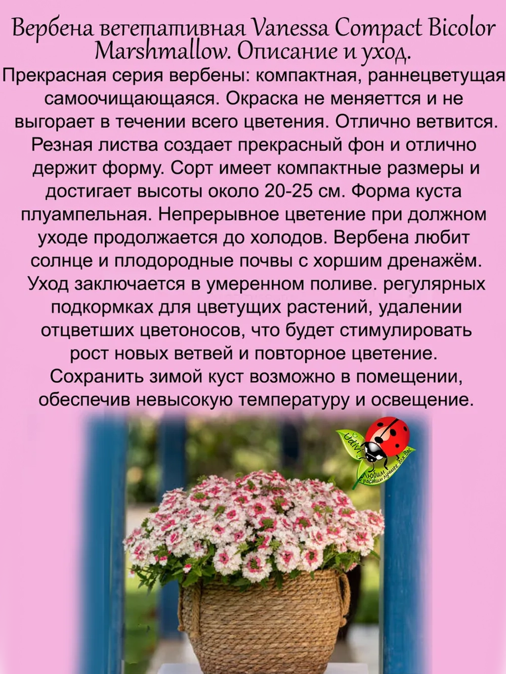 Вербена Ванесса Маршмеллоу Биколор