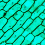 Цифровой микроскоп МИКМЕД WiFi 2000Х 5.0