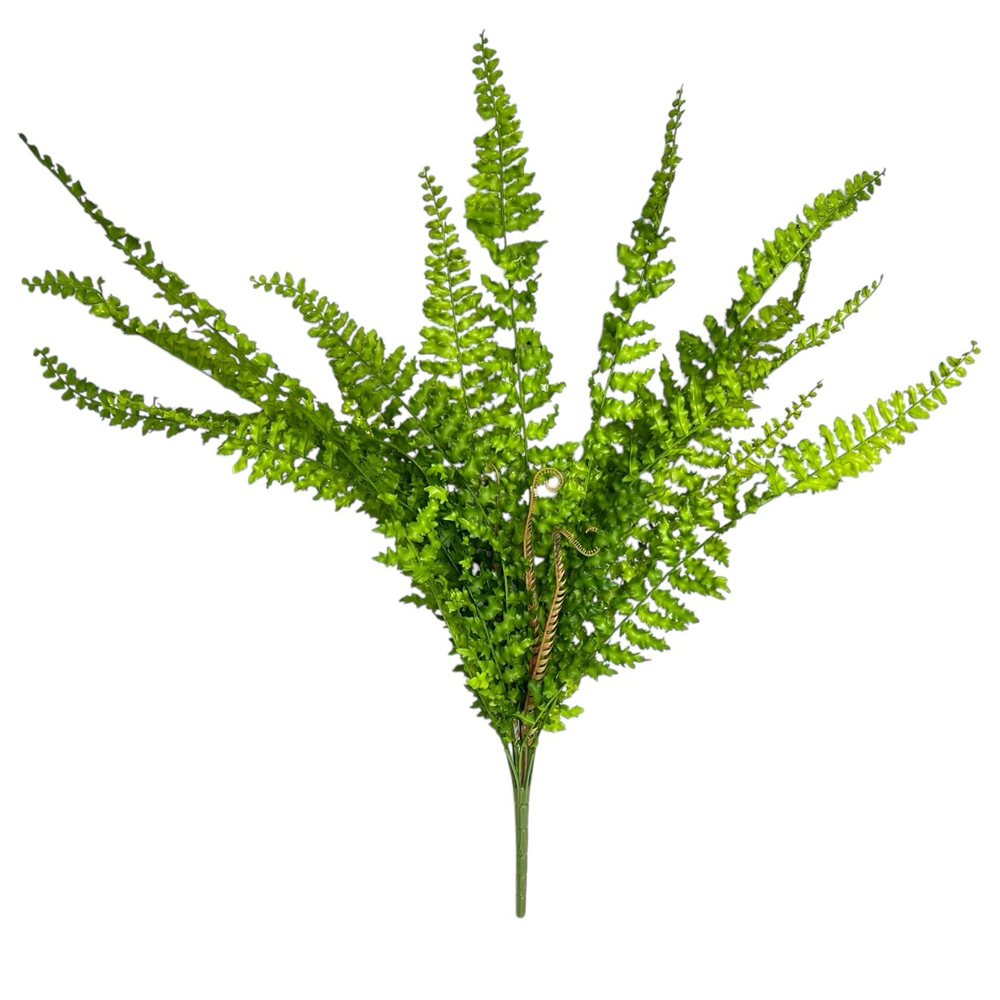 Папоротник нефролепис 70 см.