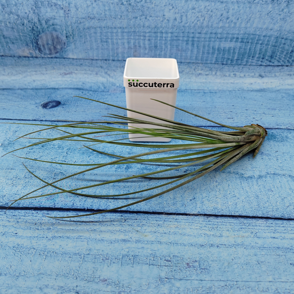 Tillandsia Juncea (Тилландсия Ситниковая)