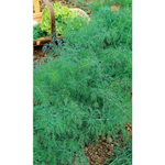 Семена Укроп Спартак - кустовой (УД) Е/П