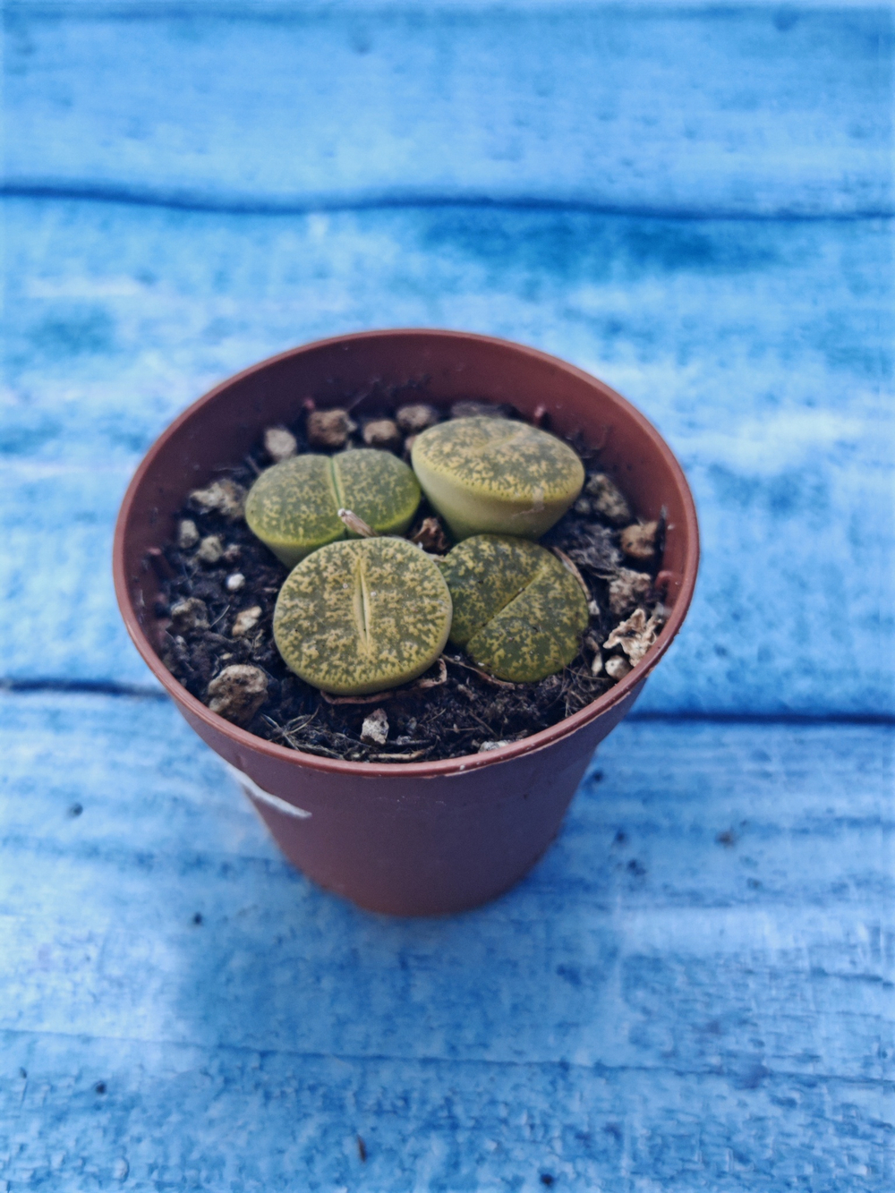 Lithops sp. (Литопсы)