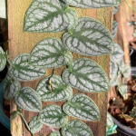 Монстера DUBBIA