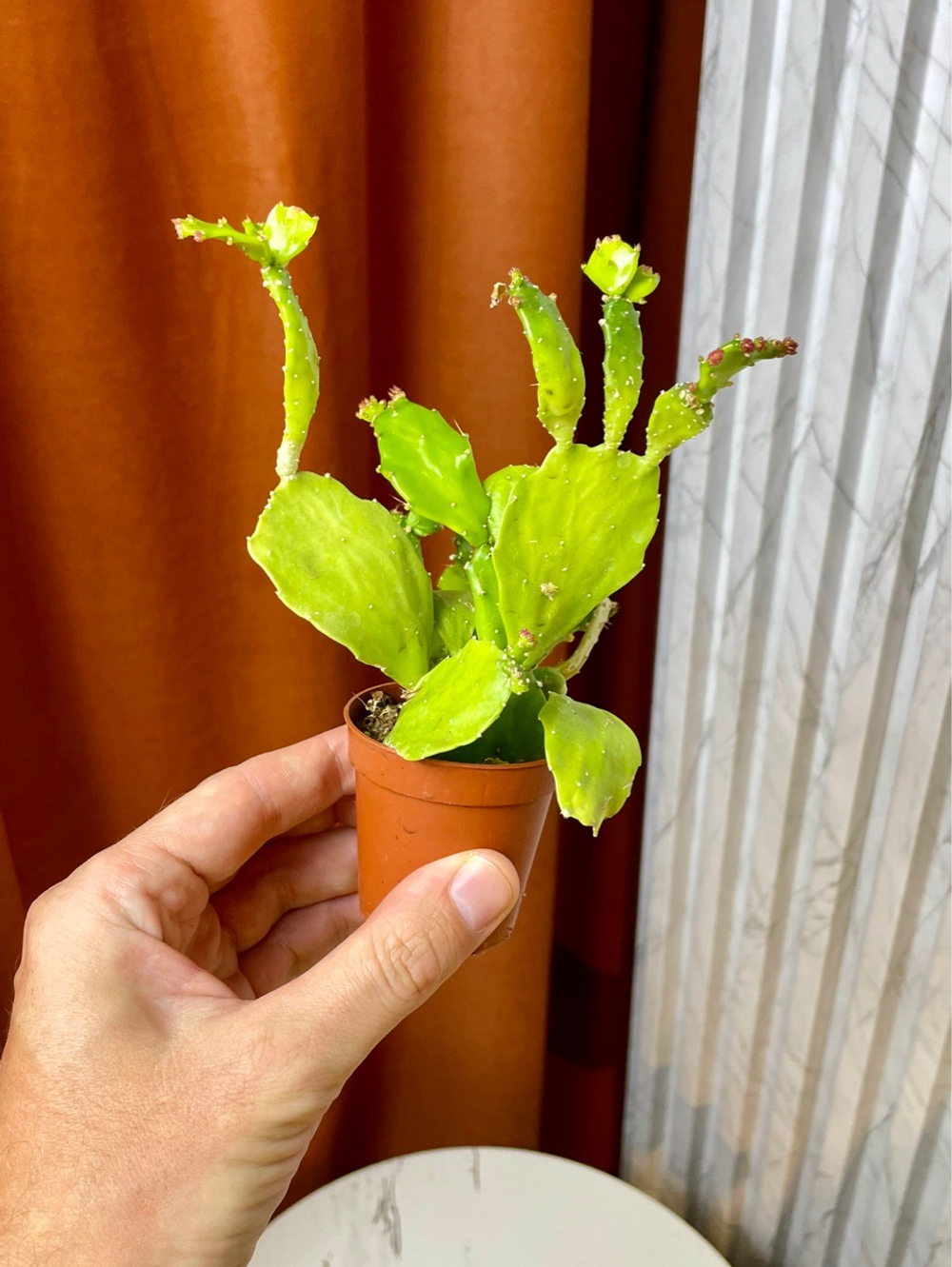 Опунция Нопалея, D5см Н15см, 1шт, Urban Jungle