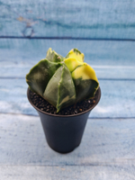 Astrophytum Myriostigma variagate (Астрофитум вариегатный)