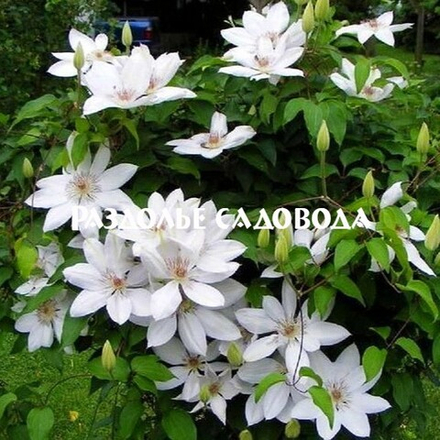 Клематис крупноцветковый Генри