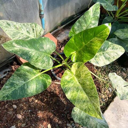 Филодендрон GIGANTEUM VAR s.S