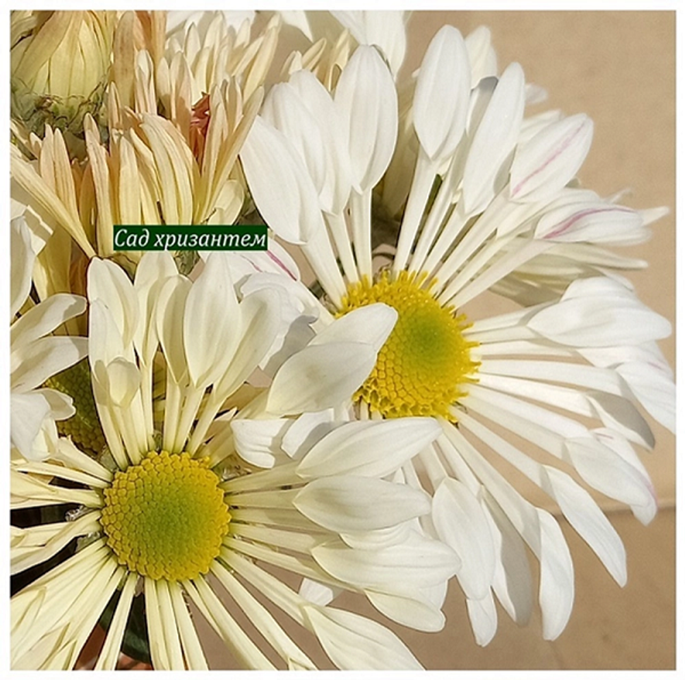 Корейская хризантема Кружевница 🌻  ☘ з.1 🌿 (отгрузка  Сентябрь)