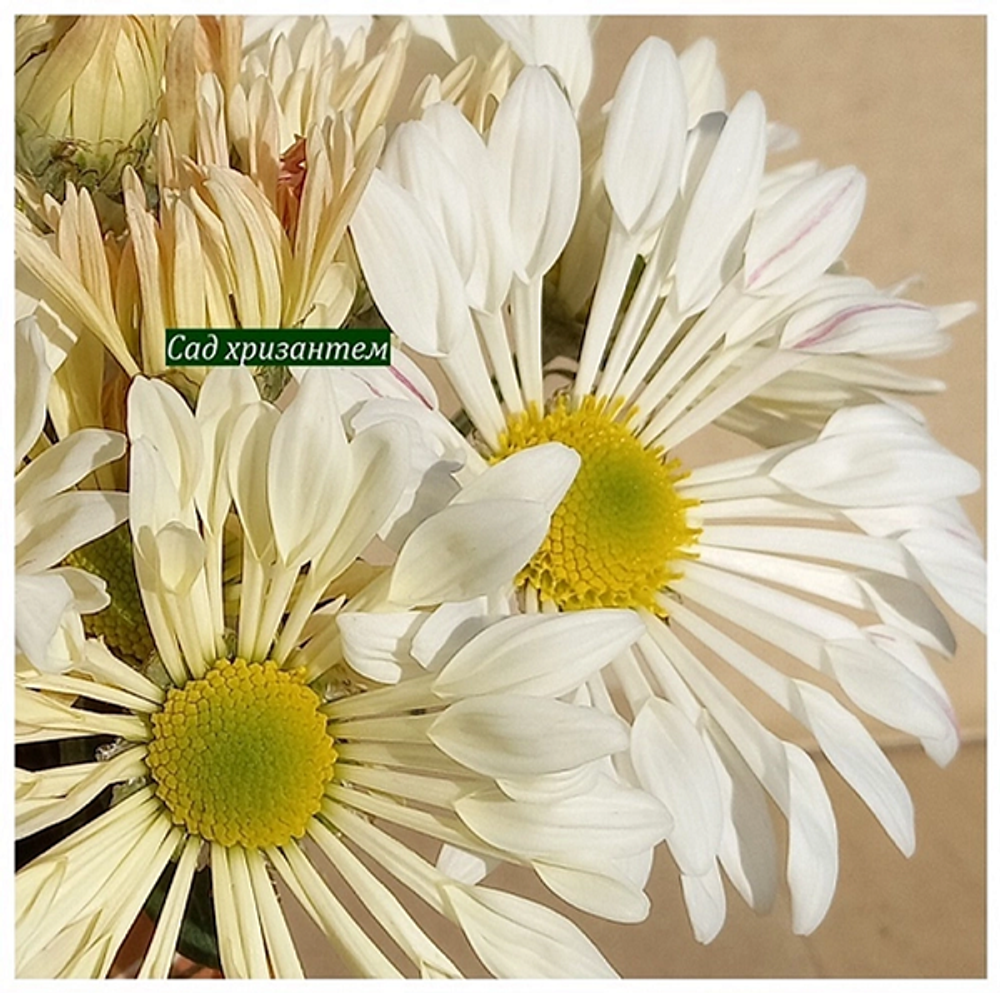 Корейская хризантема Кружевница 🌻 ☘ з.1 🌿 (отгрузка август - сентябрь 2025г)