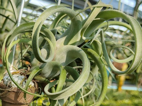 Тилландсии на ферме в Таиланде