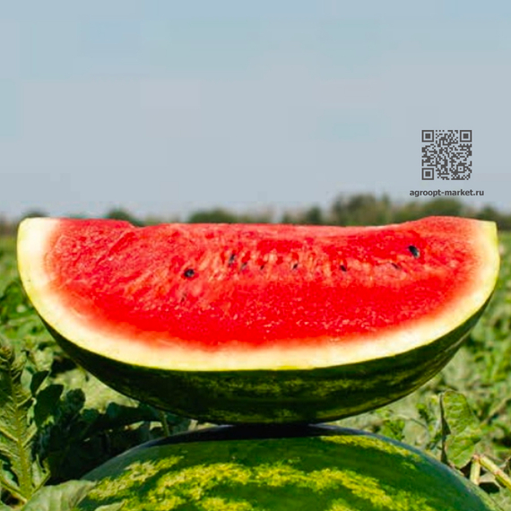 СВ 3807ВТ F1 семена арбуза (Seminis / Семинис) культура