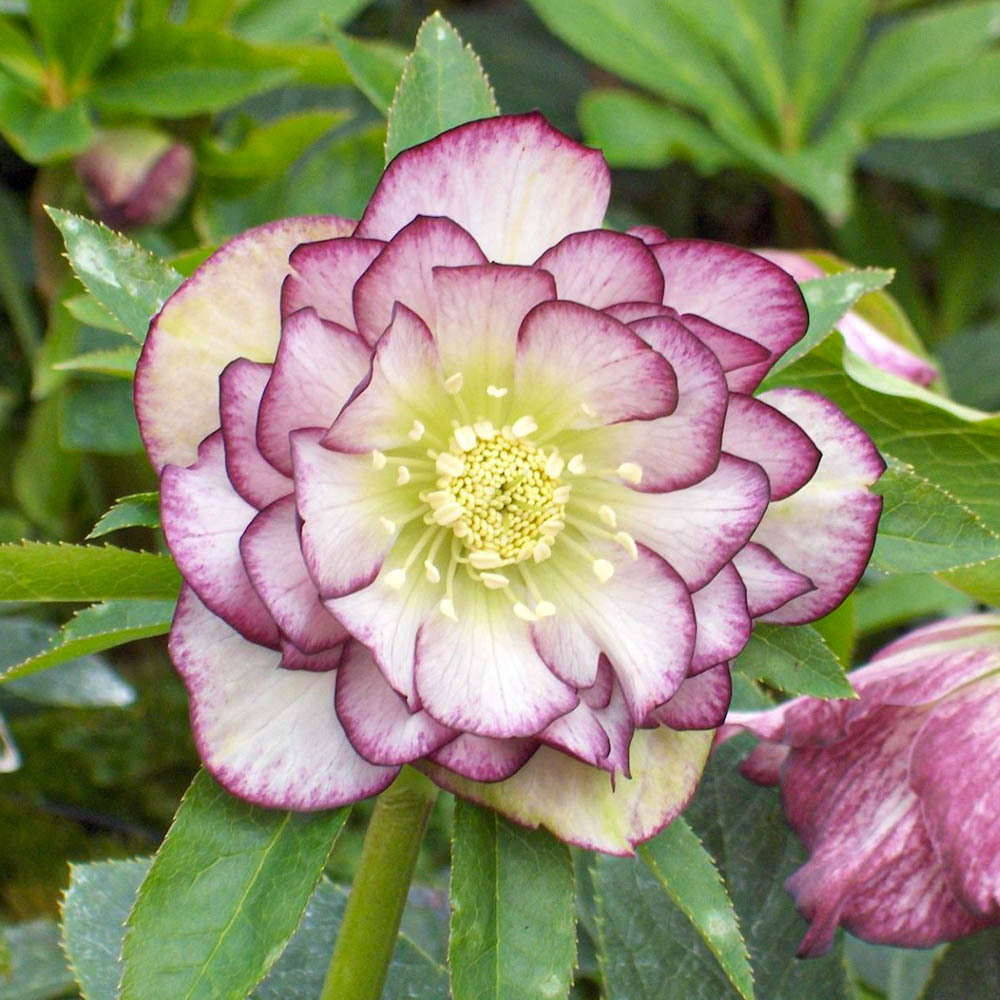 Морозник "Oriental Double Ellen"